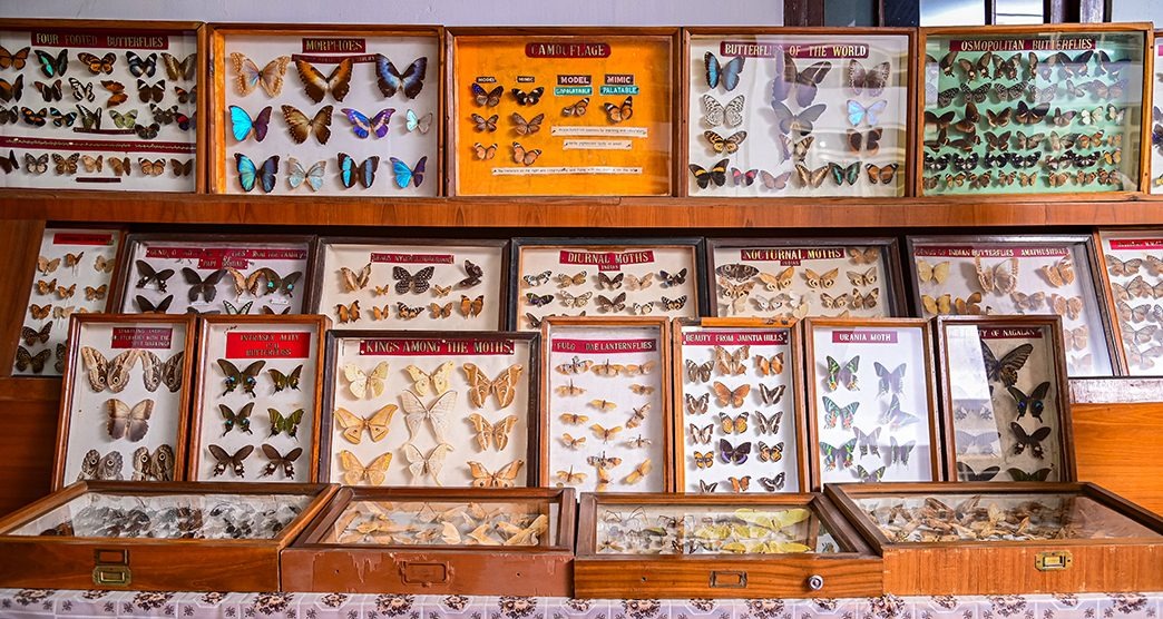 Meghalaya Butterfly Museum